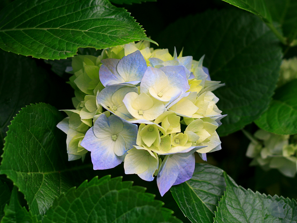 رونمایی غذاخوری